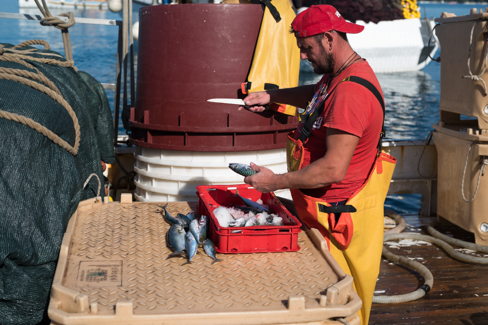 " Pescatore pulisce il pesce appena pescato "