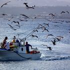 PESCATORI E AMICI DEI PESCATORI A VACCARELLA