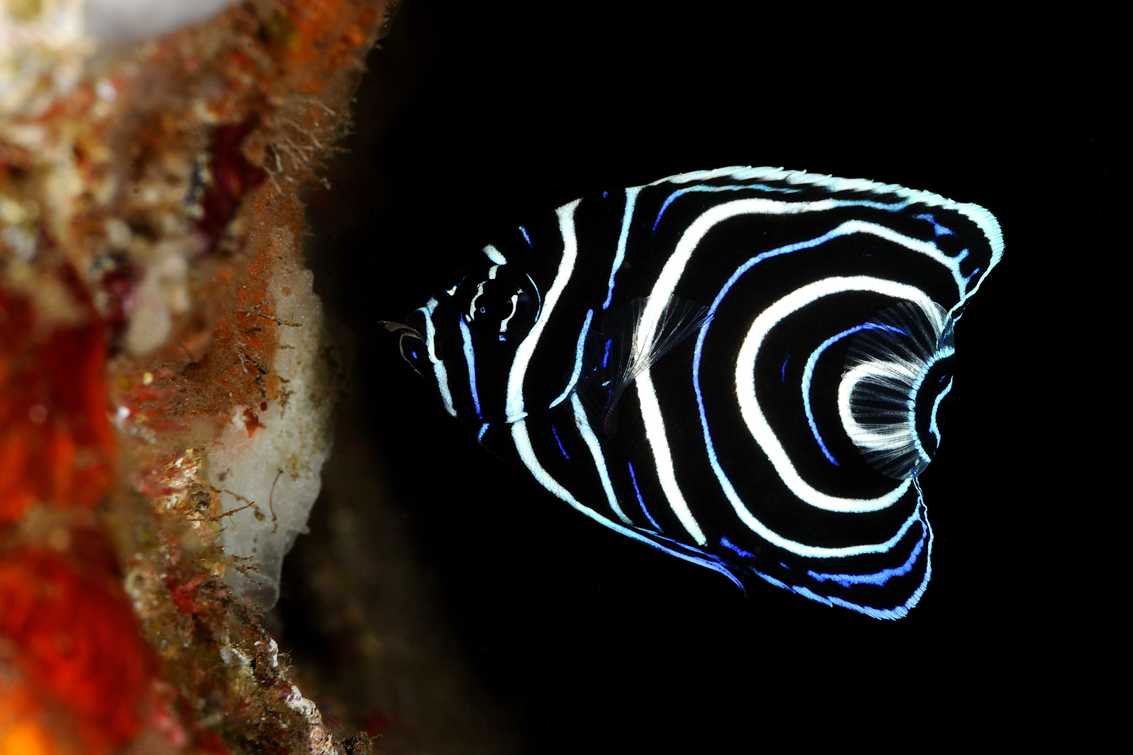 Pesce angelo imperatore in livrea giovanile (Pomacanthus imperator) Foto Immagini animali