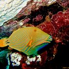 Pesce Balestra Arancio (Orange-lined triggerfish)