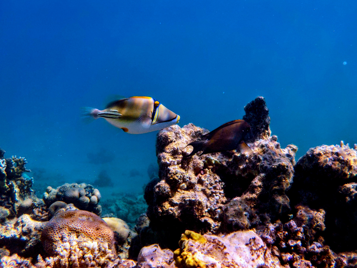 pesce balestra Picasso (Rhinecanthus aculeatus) e pesce pappagallo