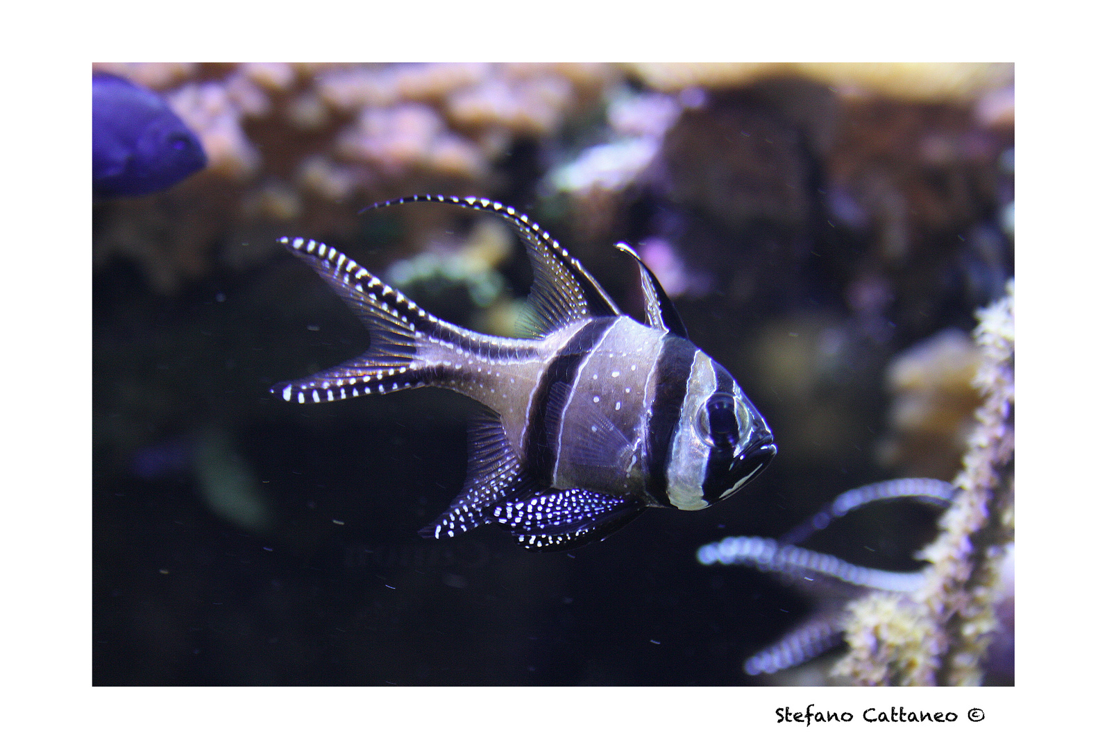 Pesce Cardinale - purtroppo in via di estinzione