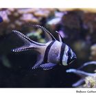 Pesce Cardinale - purtroppo in via di estinzione