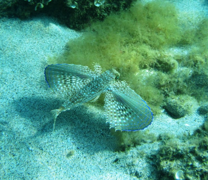 pesce civetta a briatico