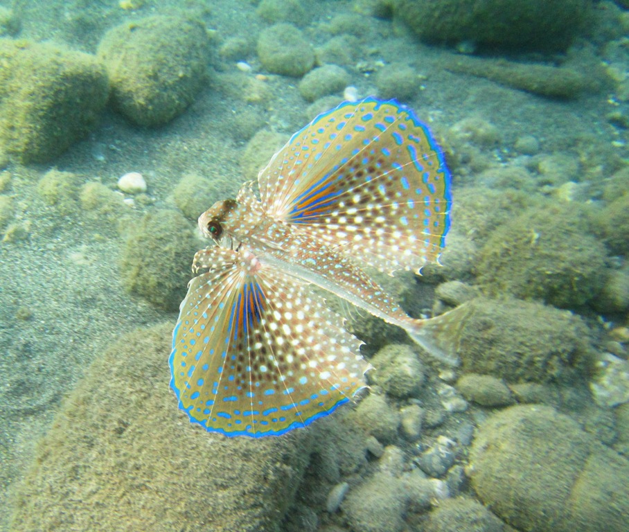 pesce civetta