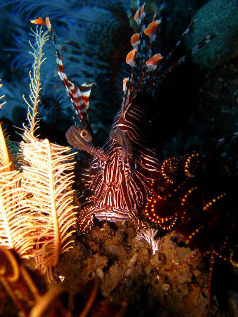 Pesce Cobra (Lion Fish)