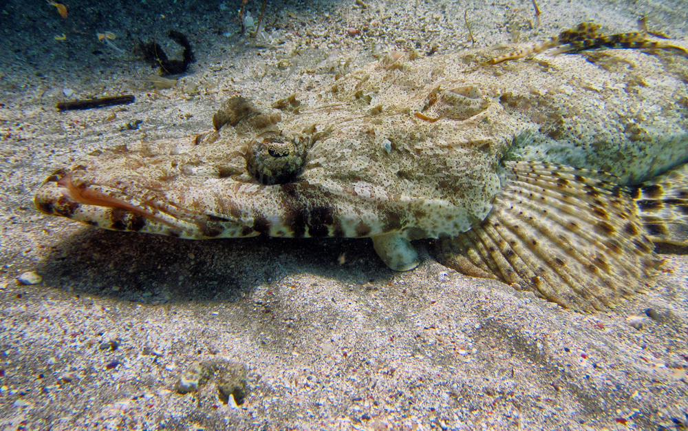 Pesce Coccodrillo