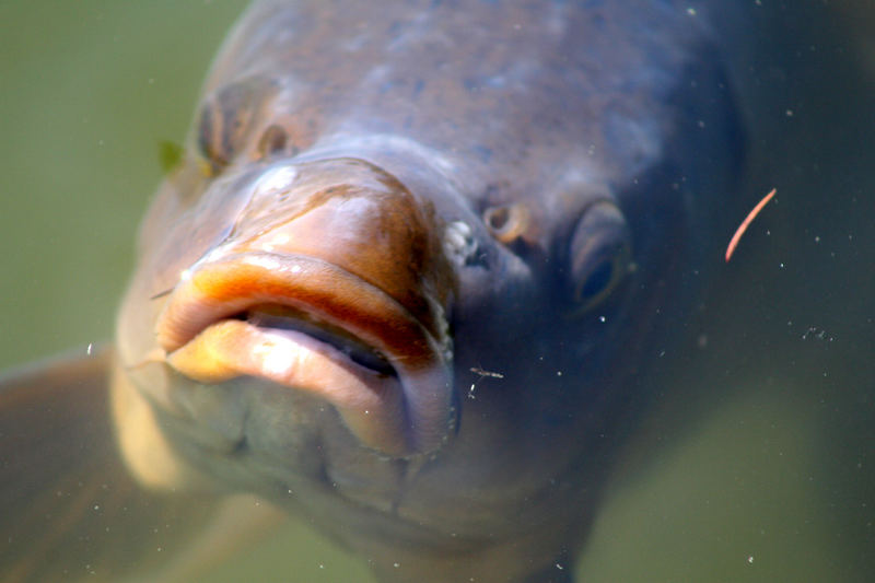 Pesce dal volto umano