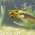 Pesce gatto..ovvio