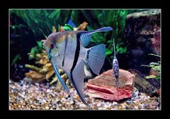 pesce in acquario