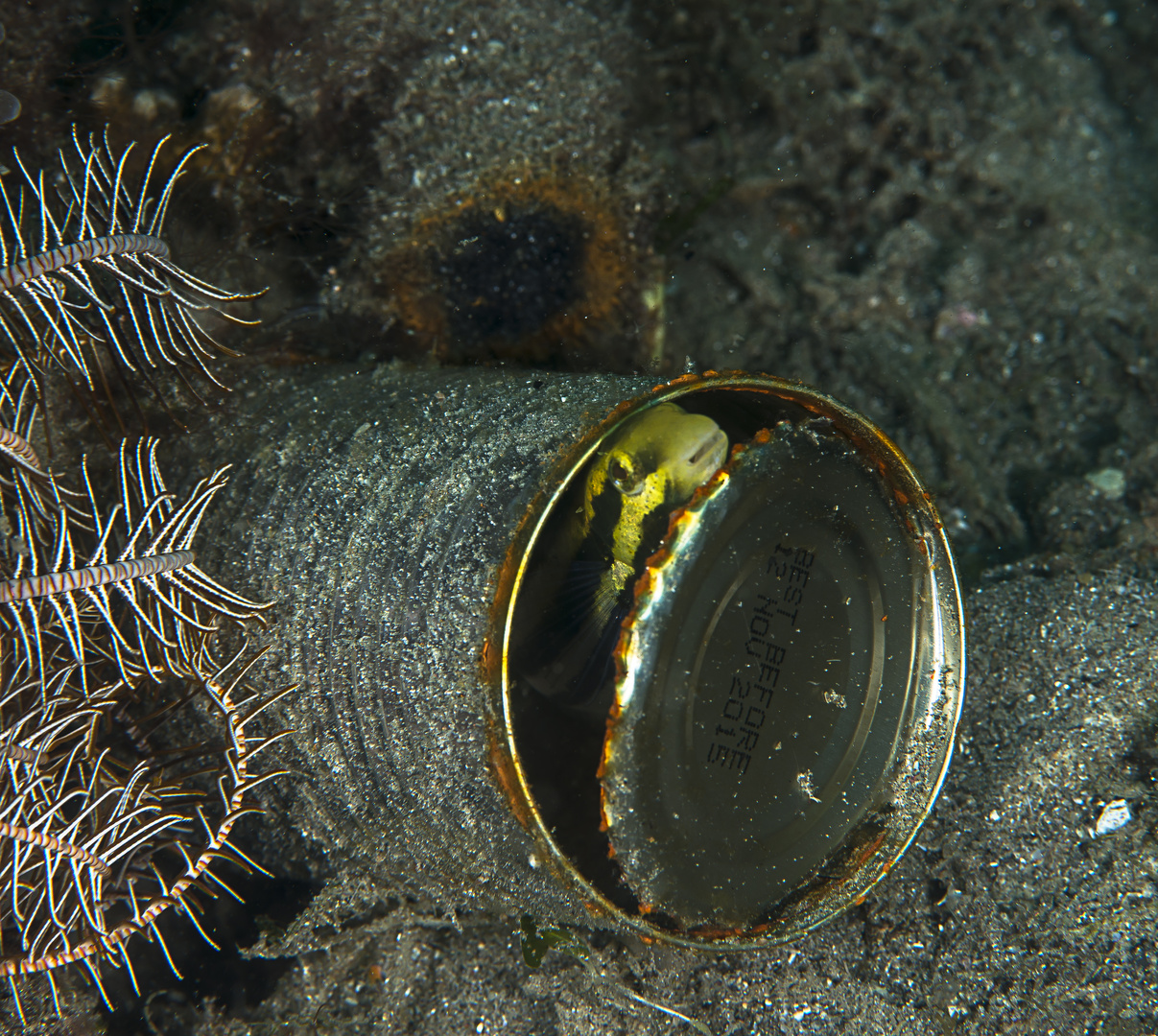 Pesce in scatola,con scadenza...