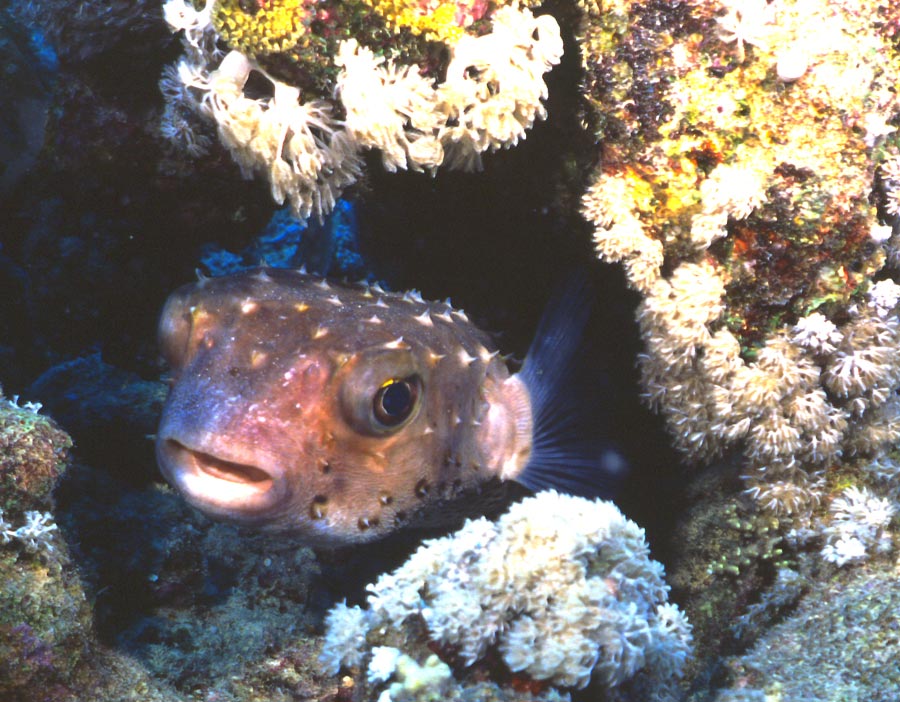 Pesce Istrice (giovanissimo esemplare)