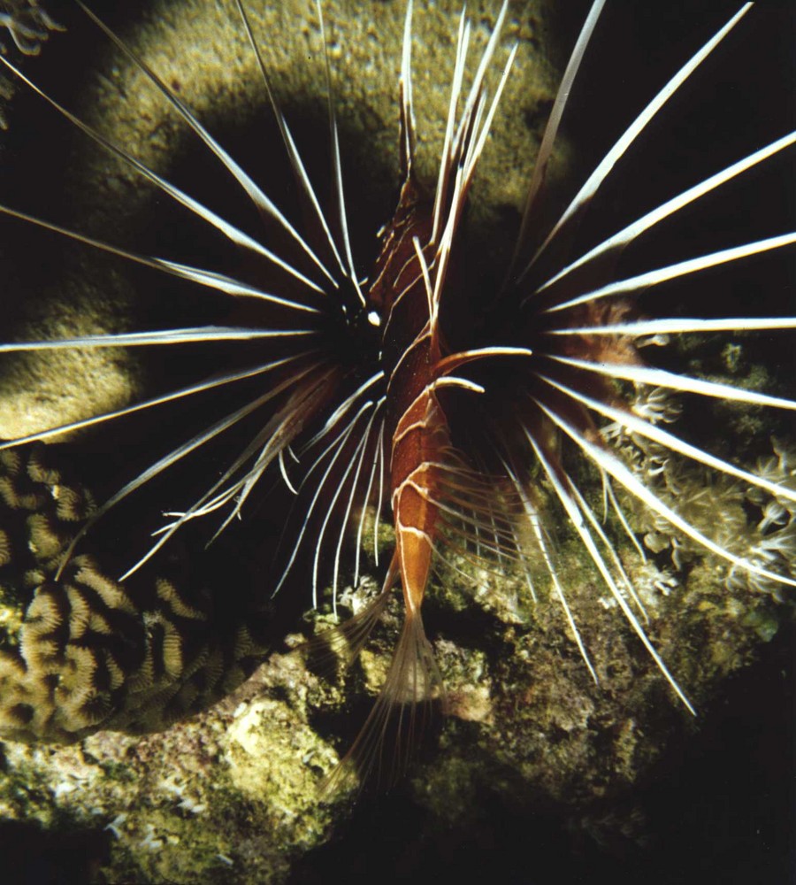 Pesce Leone (red sea)