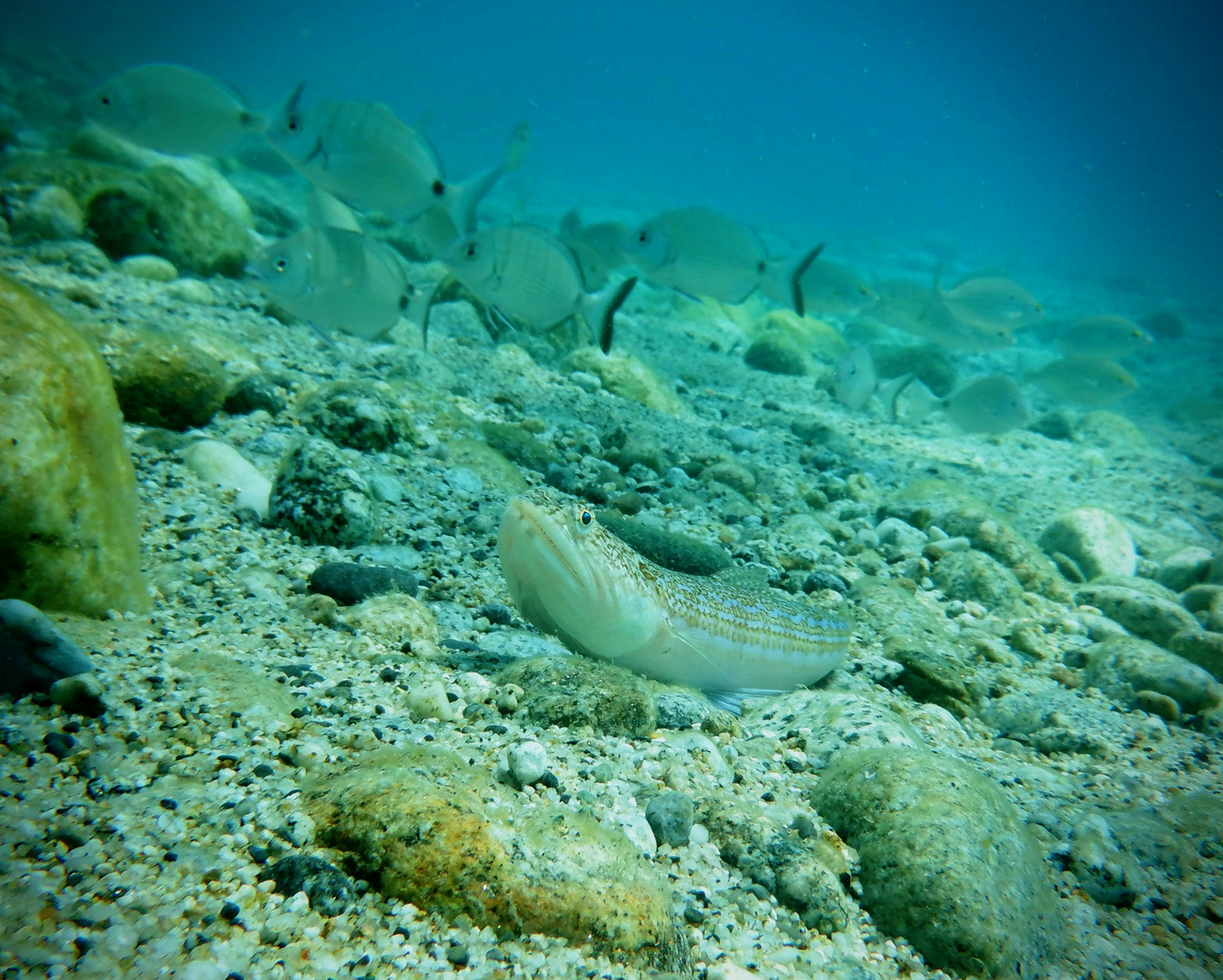 Pesce lucertola (Synodus saurus)