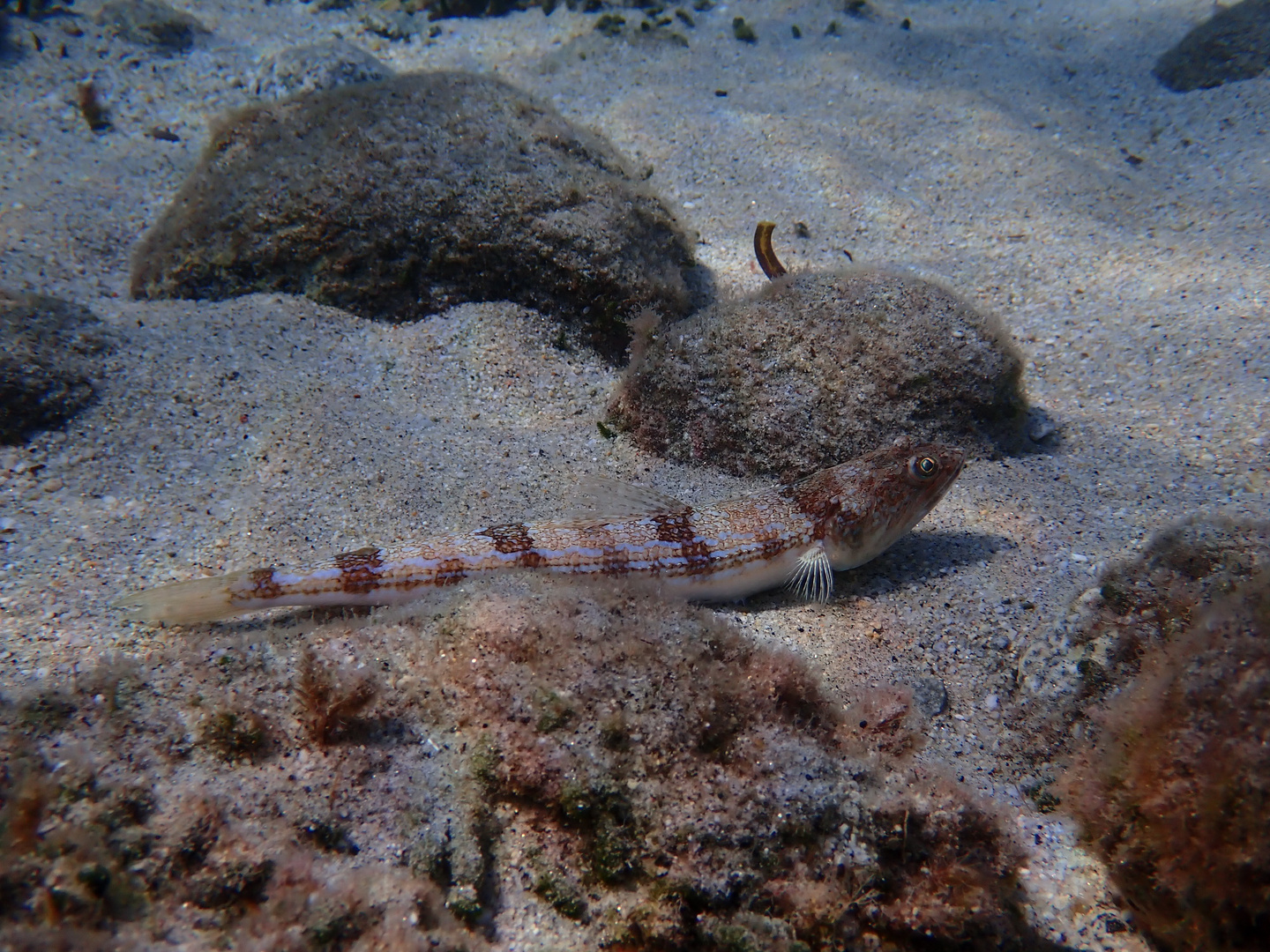 Pesce lucertola (Synodus saurus)