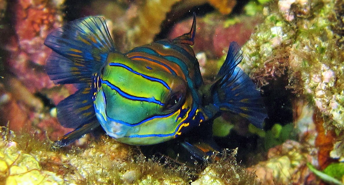 pesce mandarino indonesia