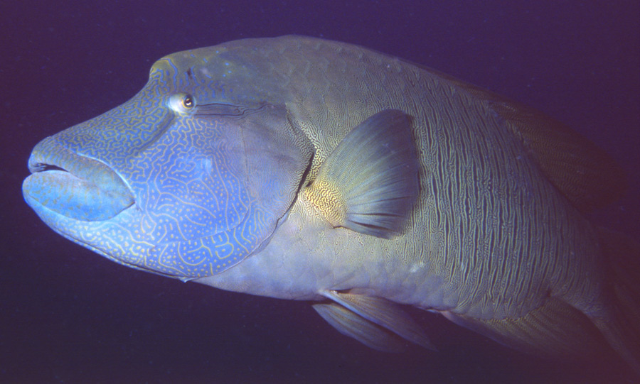 Pesce Napoleone