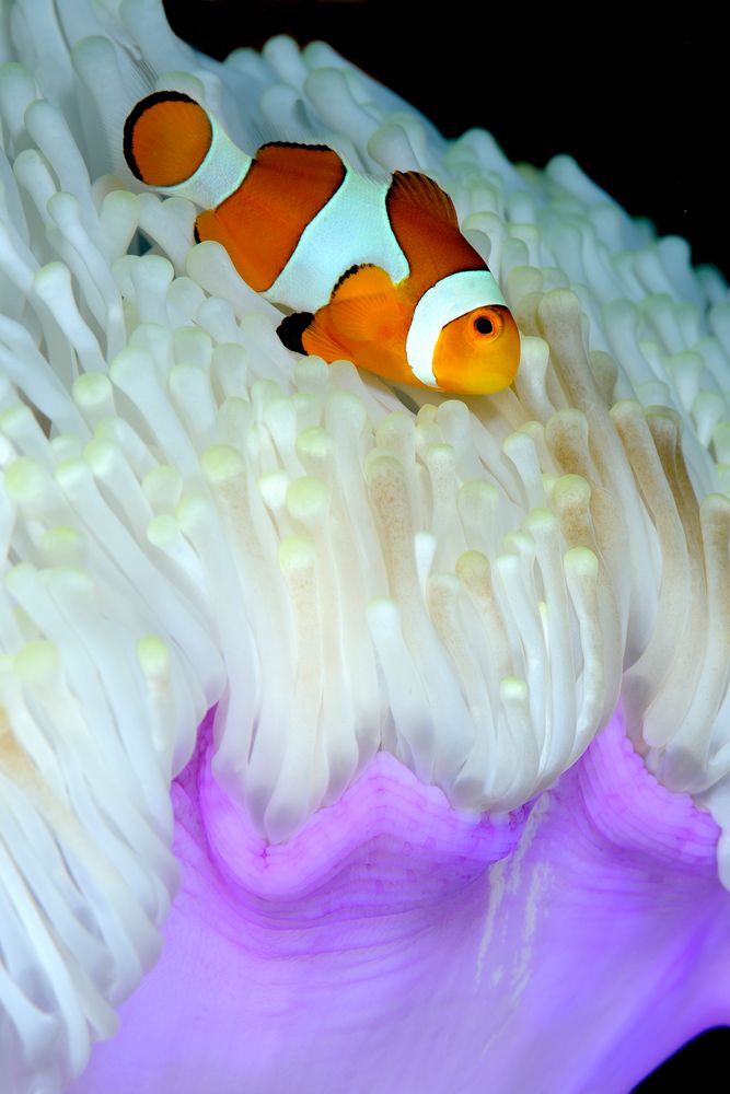 Pesce pagliaccio (Amphiprion ocellaris) su anemone bianco.