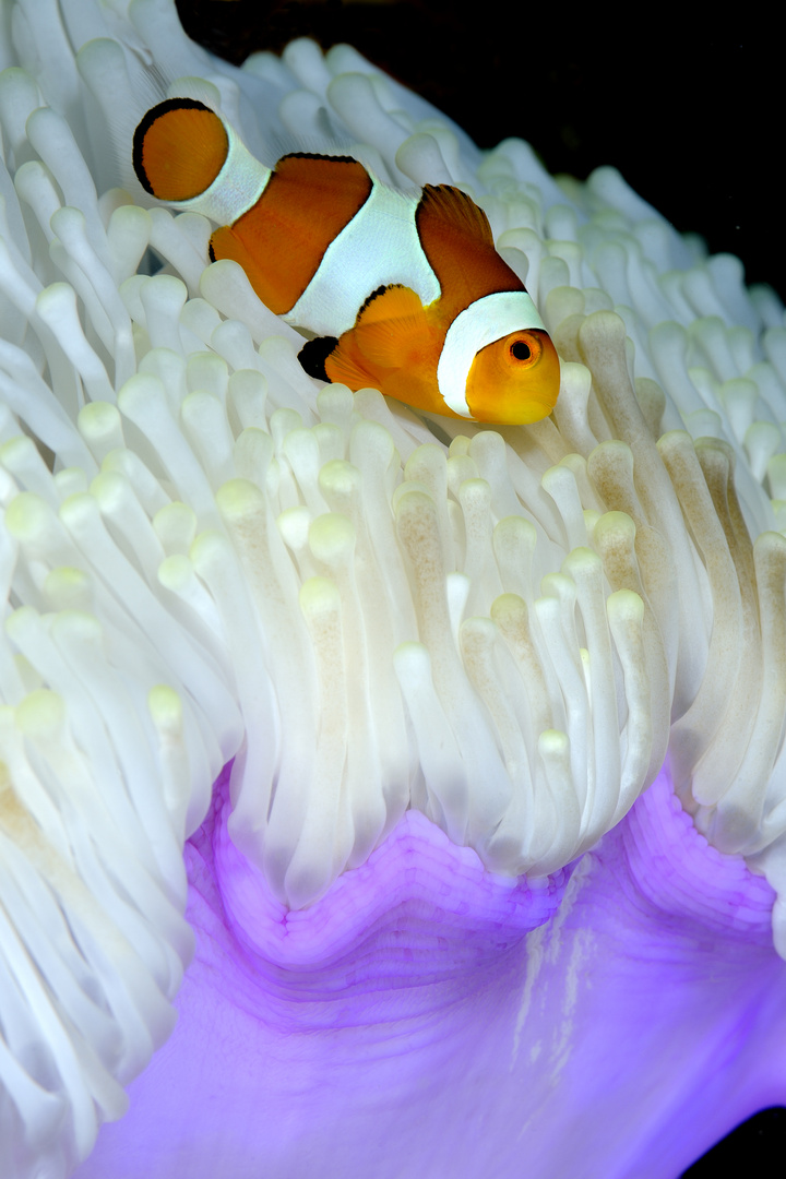 Pesce pagliaccio (Amphiprion ocellaris) su anemone bianco.