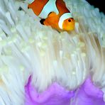 Pesce pagliaccio (Amphiprion ocellaris) su anemone bianco.