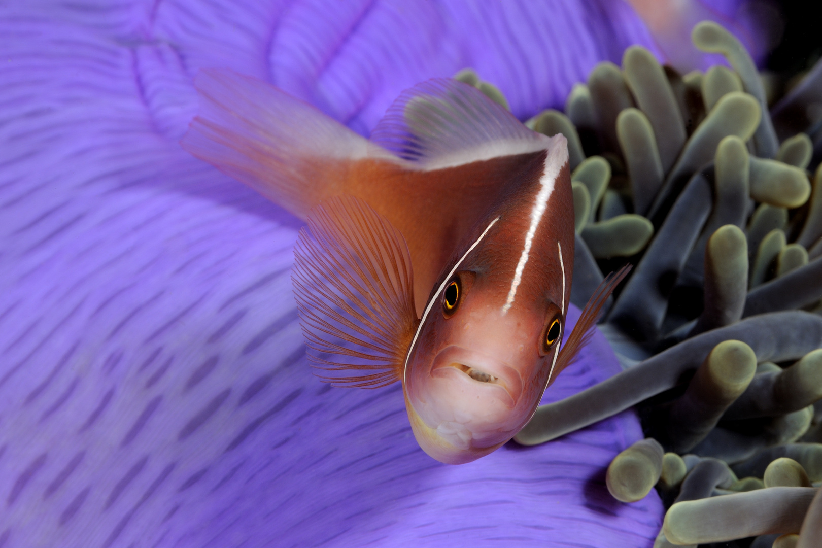 Pesce pagliaccio (Amphiprion perideraion)