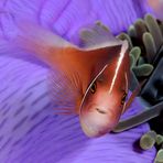 Pesce pagliaccio (Amphiprion perideraion)
