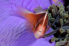 Pesce pagliaccio (Amphiprion perideraion)