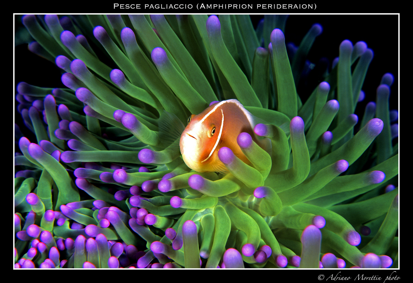 Pesce pagliaccio (Amphiprion perideraion) su anemone verde