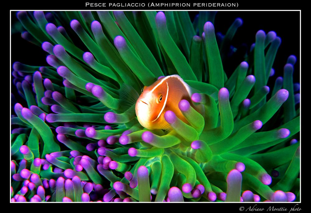 Pesce pagliaccio (Amphiprion perideraion) su anemone verde