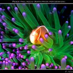 Pesce pagliaccio (Amphiprion perideraion) su anemone verde
