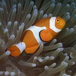 Pesce pagliaccio clown orientale - Amphiprion percula