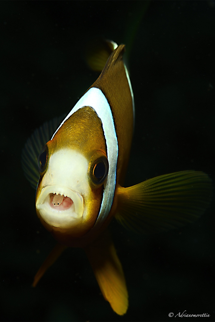 pesce pagliaccio con isopode in bocca