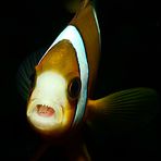 pesce pagliaccio con isopode in bocca