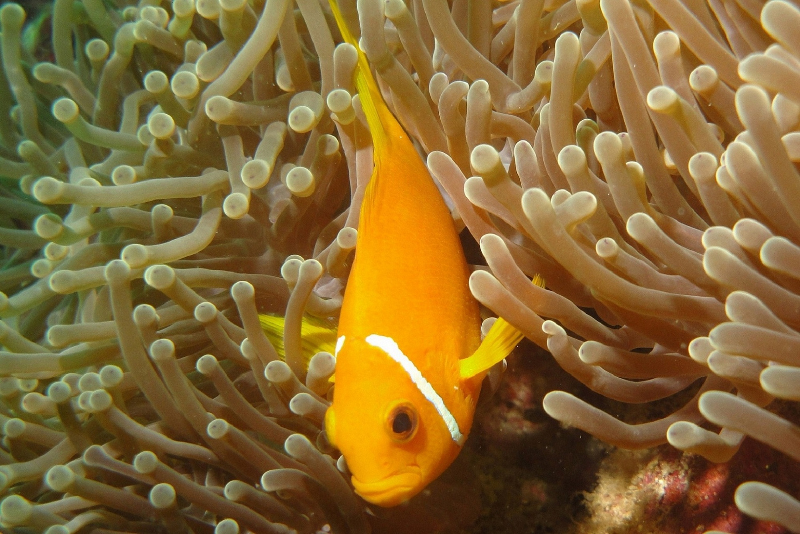 Pesce pagliaccio delle Maldive