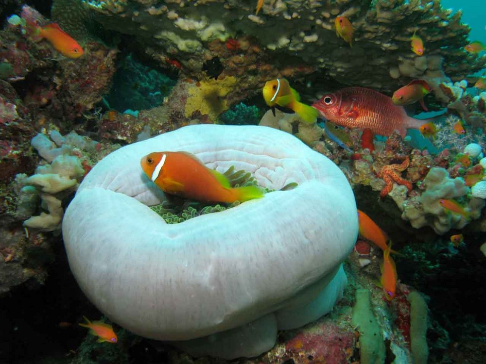 Pesce Pagliaccio dentro Anemone