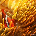 Pesce pagliaccio di Clark - Amphiprion clarkii