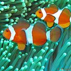 Pesce pagliaccio occidentale - Amphiprion ocellaris