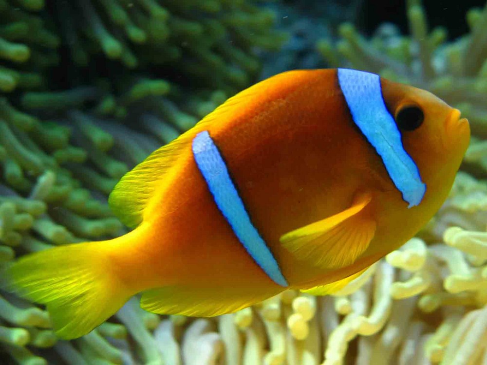 Pesce Pagliaccio St. John Reef Mar Rosso Maggio 2007 Foto Immagini animali, pesci e Pesce Pagliaccio St. John Reef Mar Rosso Maggio 2007 Foto Immagini animali, pesci e