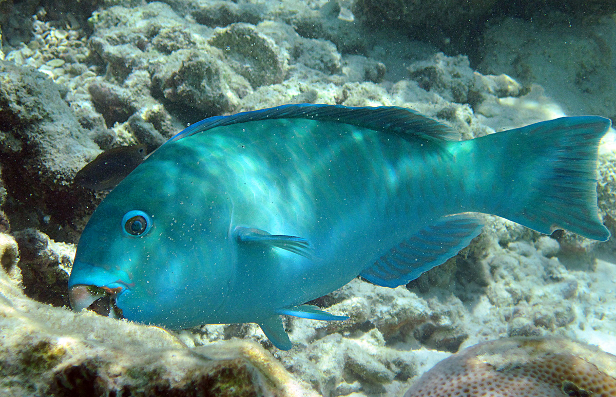 Pesce Pappagallo maldiviano