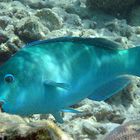 Pesce Pappagallo maldiviano