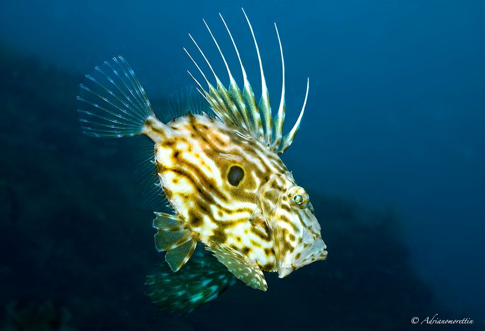 Pesce San Pietro 