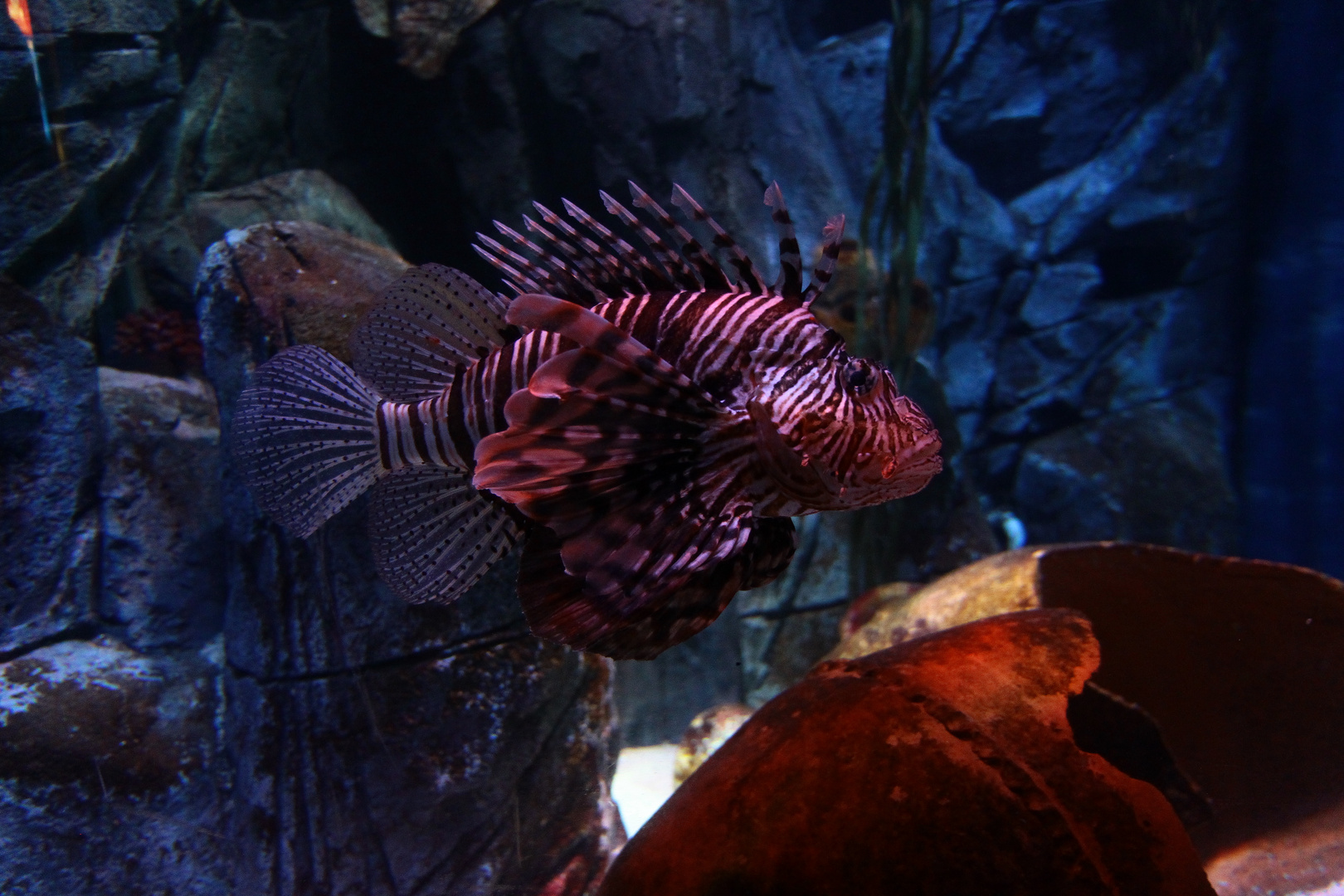 Pesce Scorpione in acquario.