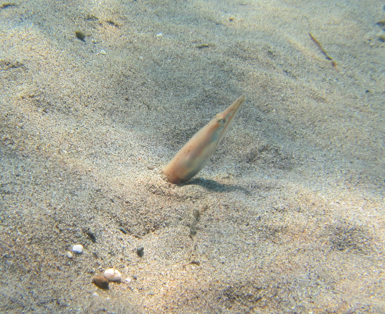 pesce serpente (Ophisurus serpens) vicino alla riva, a soli 3 metri di profondità