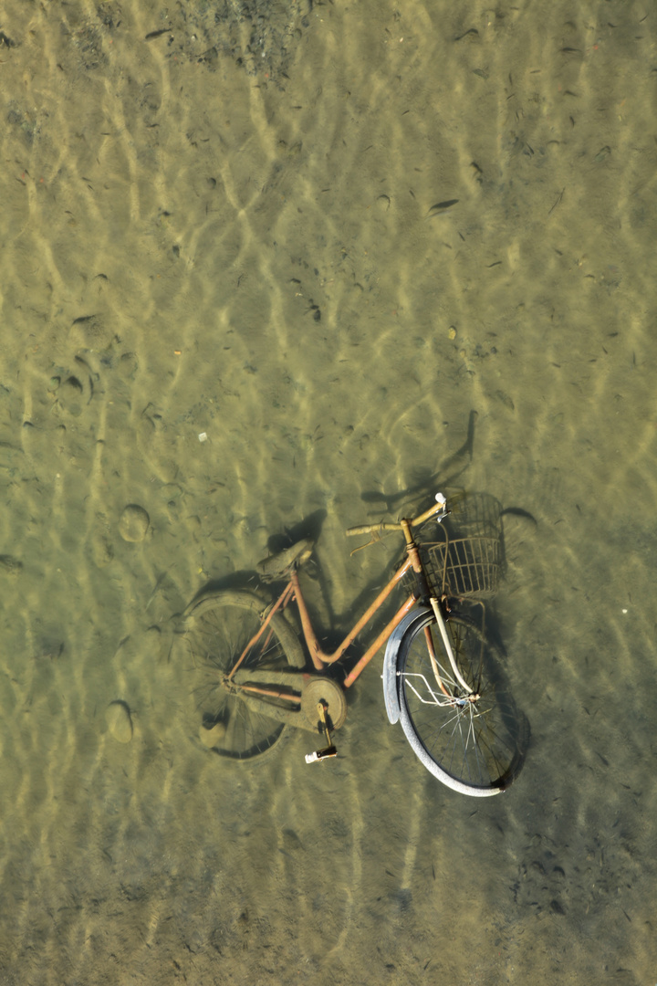 pescebici