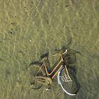 pescebici