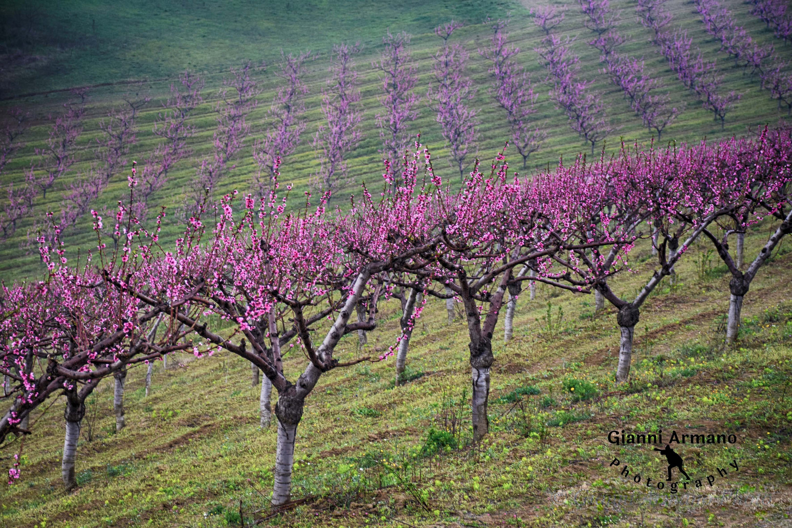   Pescheti dintorni Volpedo, Alessandria, Piemonte, Italia 