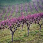   Pescheti dintorni Volpedo, Alessandria, Piemonte, Italia 