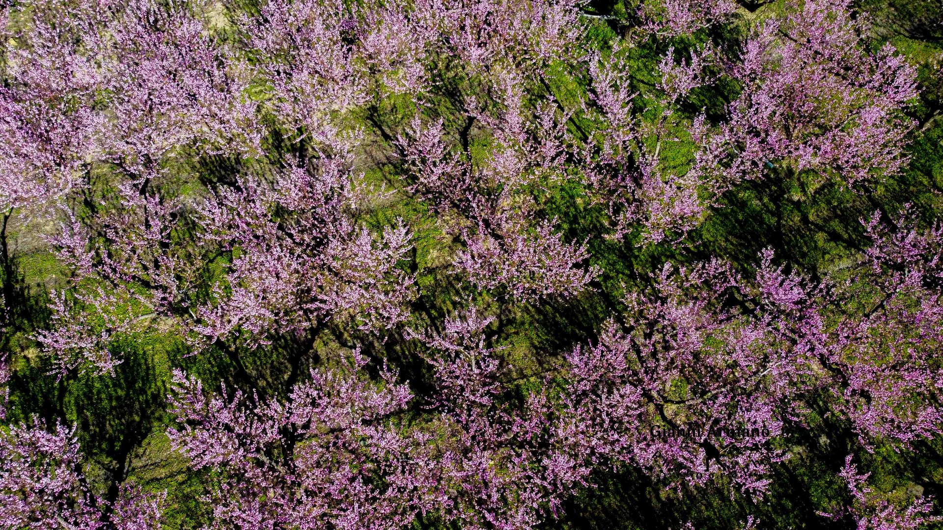  Pescheto dal drone, Volpedo, Alessandria, Piemonte, Italia 