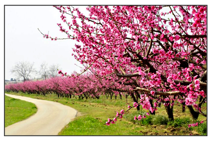 pescheto in fioritura primaverile