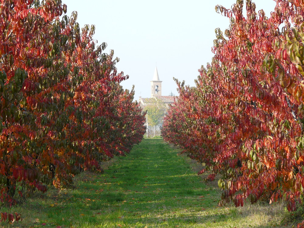 peschi in autunno